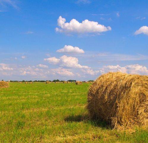 terreno agricolo in vendita a Rosciano