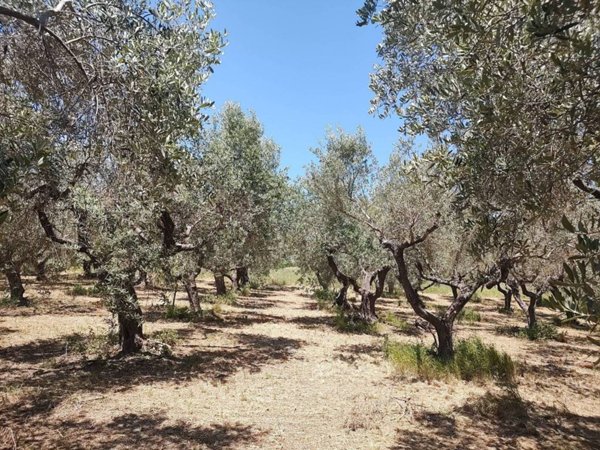 terreno agricolo in vendita a Spoltore in zona Pescarina
