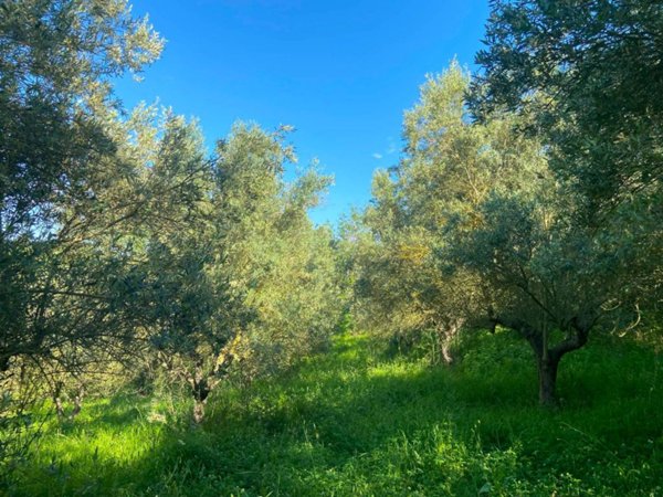 terreno agricolo in vendita a Spoltore in zona Caprara d'Abruzzo