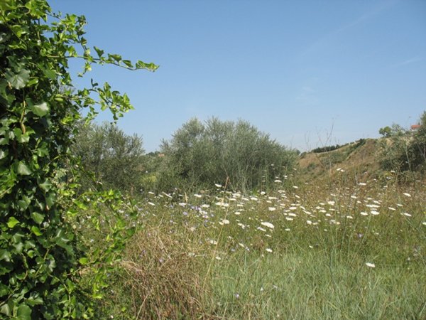 immagine annuncio 0 di 1