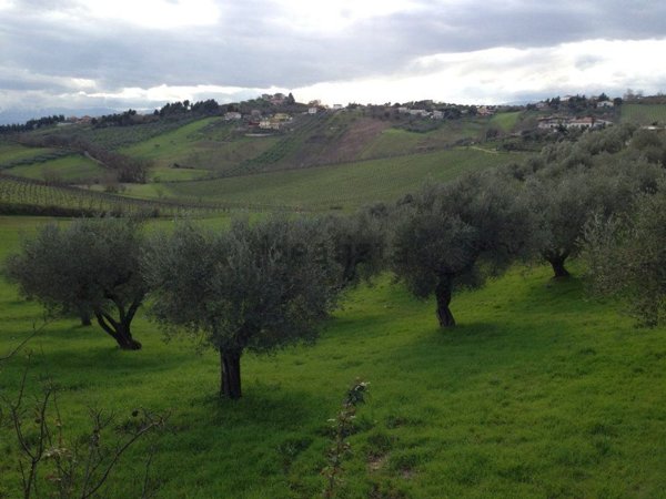 terreno agricolo in vendita a Spoltore