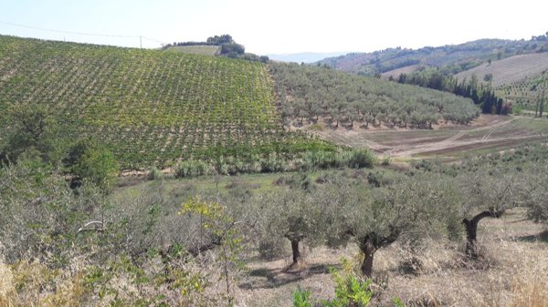 terreno agricolo in vendita a Spoltore