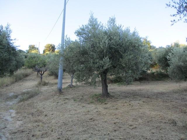 terreno agricolo in vendita a Spoltore