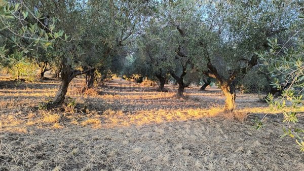 terreno in vendita a Spoltore in zona Pescarina