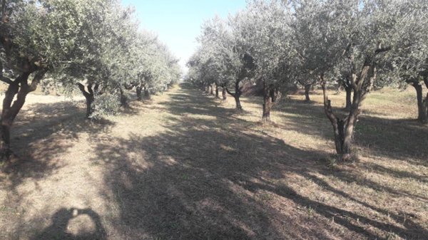 terreno edificabile in vendita a Turrivalignani
