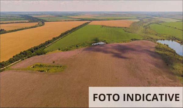 terreno agricolo in vendita ad Ari