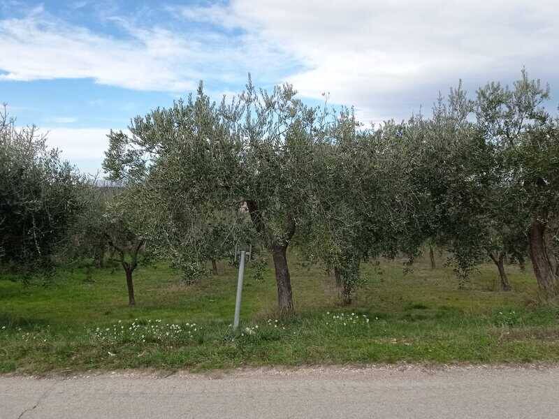 terreno agricolo in vendita ad Arielli in zona San Romano