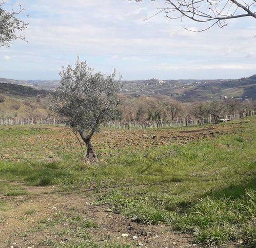terreno agricolo in vendita a Bucchianico