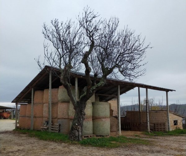 appartamento in vendita a Bucchianico