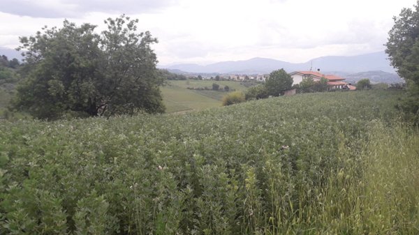 terreno agricolo in vendita a Bucchianico