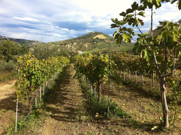 terreno agricolo in vendita a Bucchianico in zona Feudo