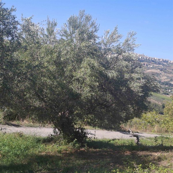 terreno agricolo in vendita a Bucchianico in zona Feudo