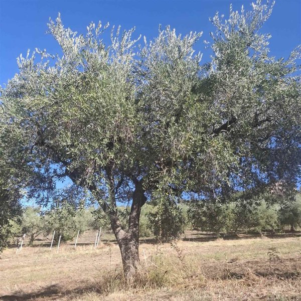 terreno agricolo in vendita a Bucchianico in zona Feudo