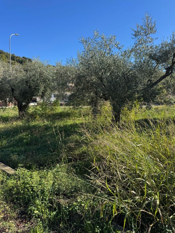 terreno agricolo in vendita a Casacanditella