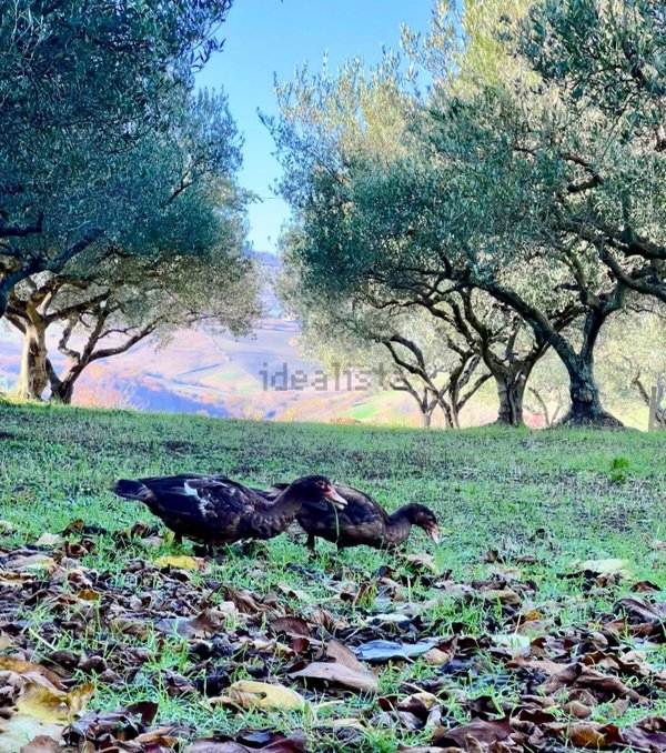 casa indipendente in vendita a Casalanguida