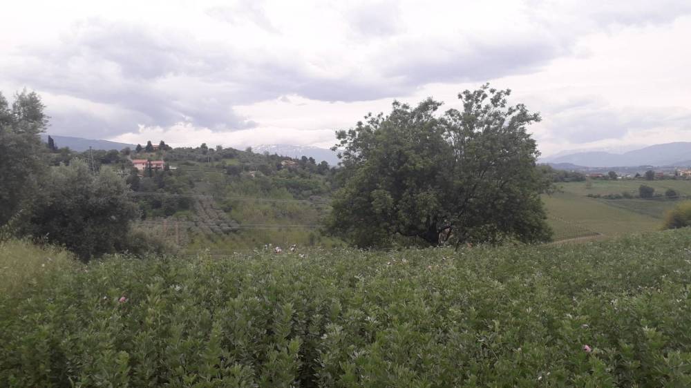 terreno agricolo in vendita a Casalincontrada