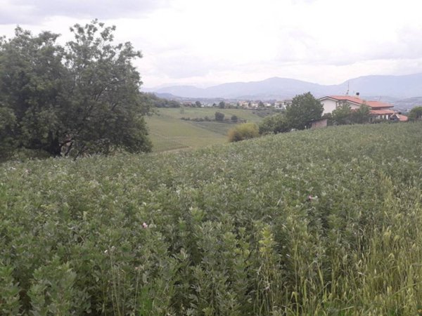 terreno agricolo in vendita a Casalincontrada