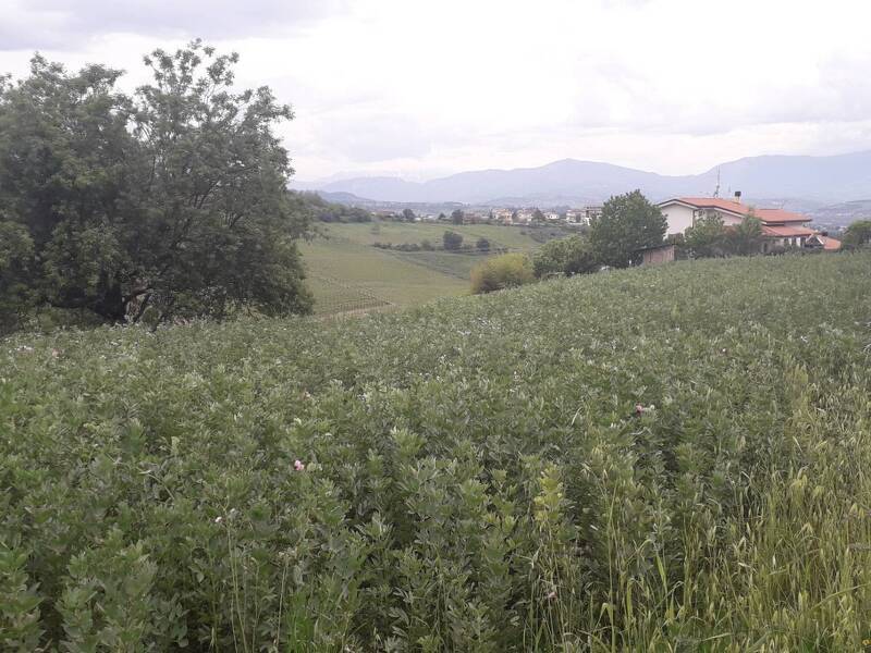 terreno agricolo in vendita a Casalincontrada