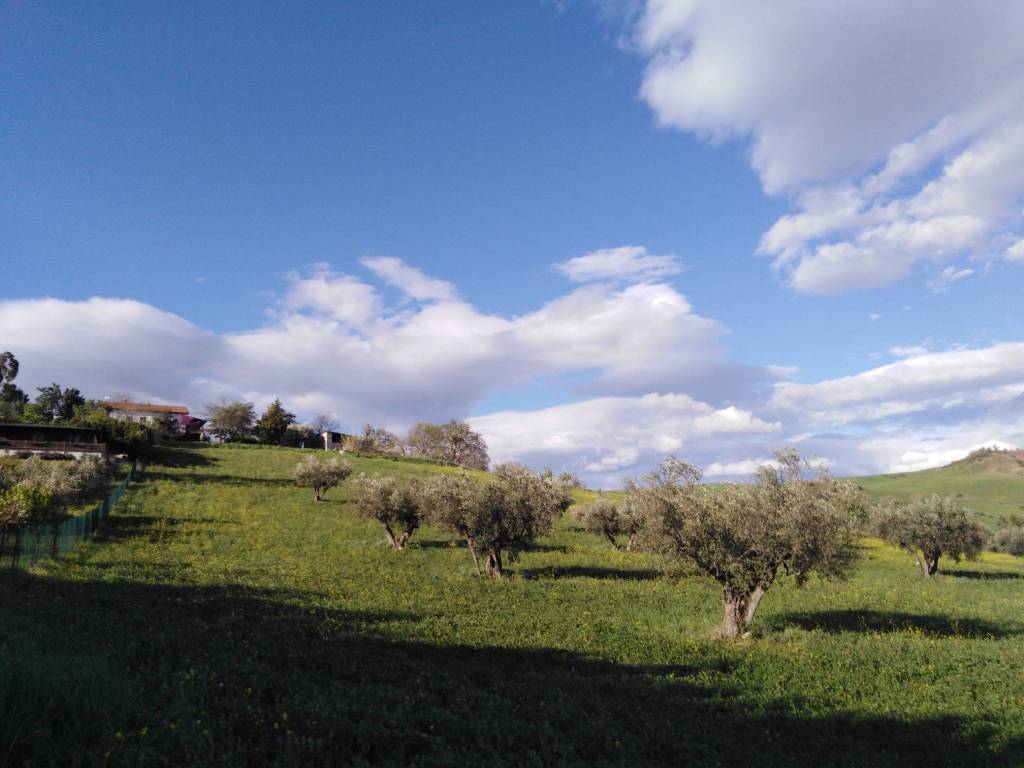 terreno agricolo in vendita a Casoli in zona Piano delle Vigne