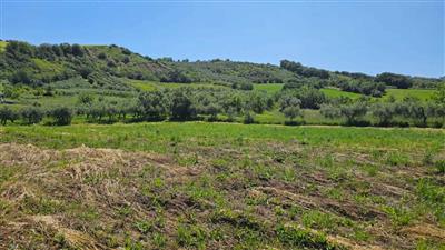 terreno agricolo in vendita a Castel Frentano