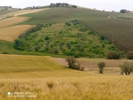terreno agricolo in vendita a Castel Frentano