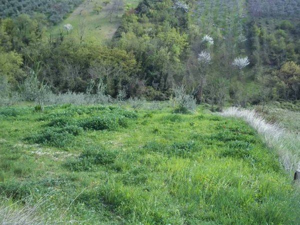 terreno agricolo in vendita a Chieti in zona Chieti Scalo