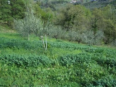 terreno agricolo in vendita a Chieti in zona Chieti Scalo