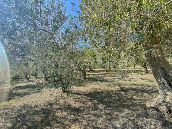 terreno agricolo in vendita a Chieti