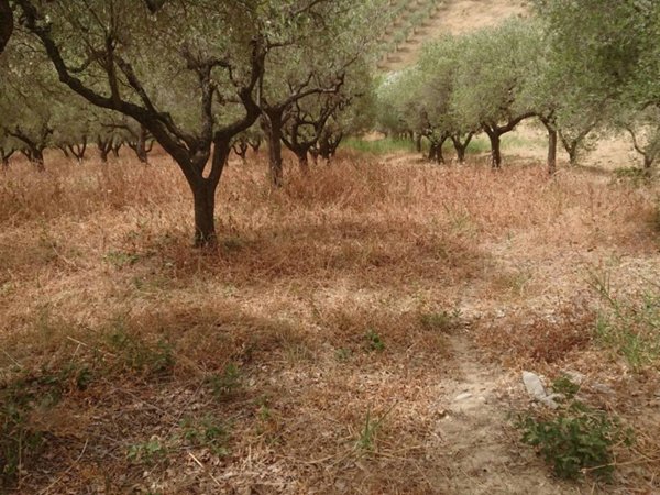 terreno agricolo in vendita a Chieti in zona Madonna del Freddo