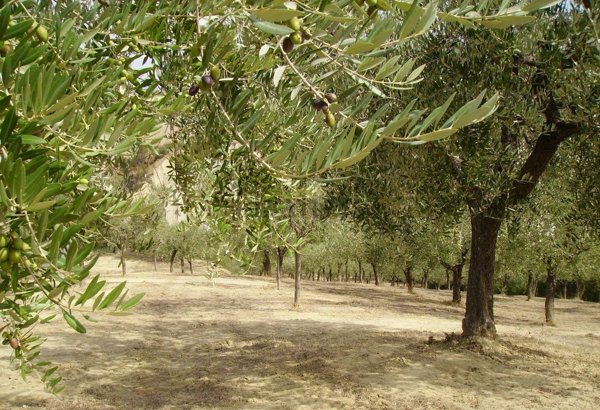 terreno agricolo in vendita a Chieti in zona Brecciarola