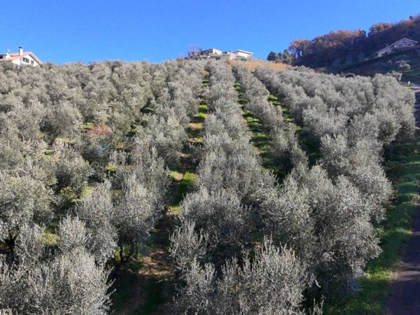 terreno agricolo in vendita a Chieti in zona Chieti Scalo