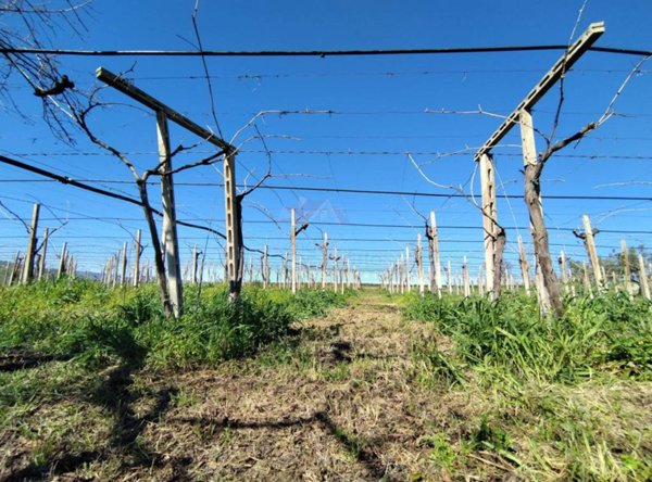 azienda agricola in vendita a Cupello