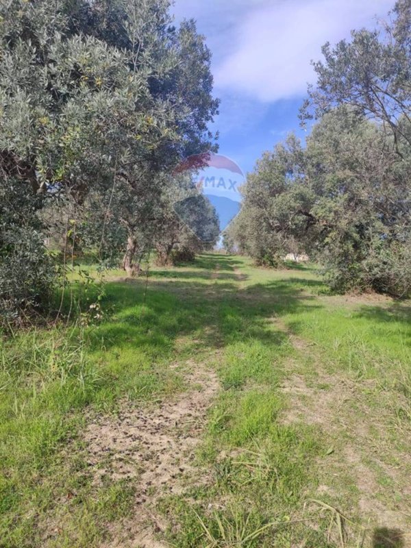 terreno agricolo in vendita a Cupello
