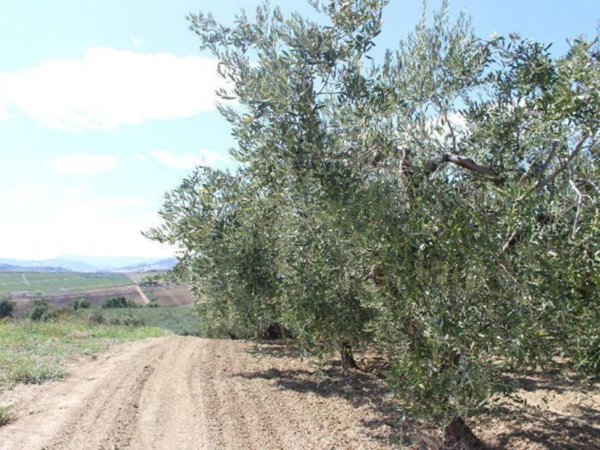 terreno agricolo in vendita a Cupello