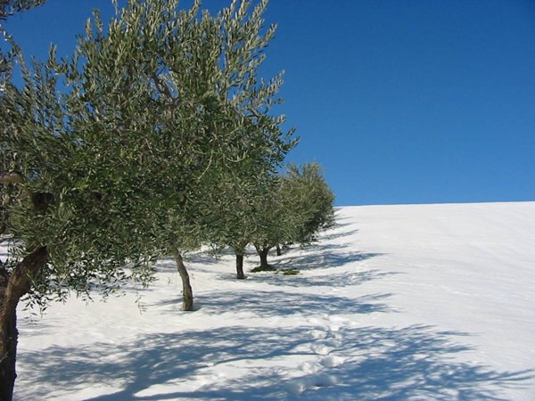 appartamento in vendita a Cupello