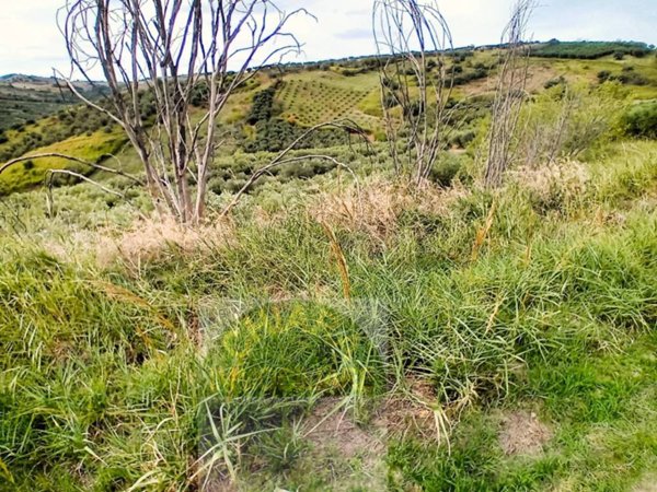 terreno agricolo in vendita a Cupello