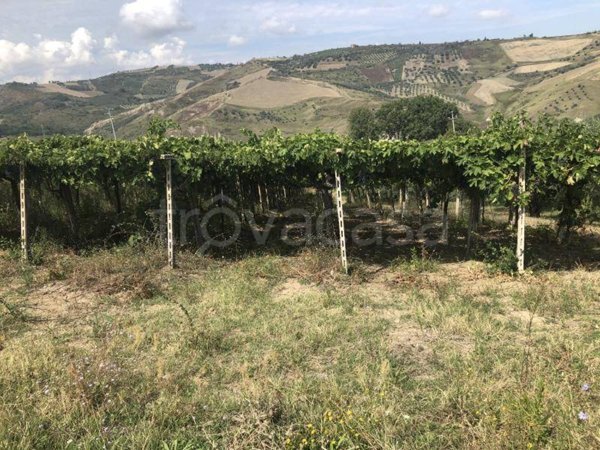 terreno agricolo in vendita a Cupello