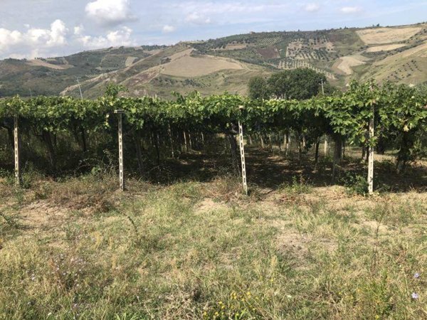 terreno agricolo in vendita a Cupello
