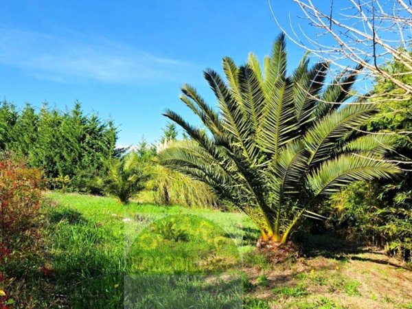 terreno agricolo in vendita a Cupello in zona Ributtini