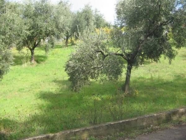 terreno edificabile in vendita a Filetto