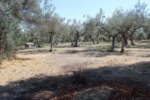 terreno agricolo in vendita a Fossacesia in zona Villa Scorciosa