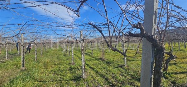 terreno agricolo in vendita a Fossacesia