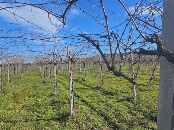 terreno agricolo in vendita a Fossacesia in zona Villa Scorciosa