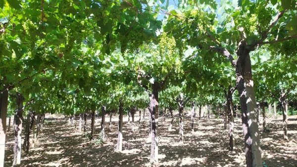 terreno agricolo in vendita a Francavilla al Mare