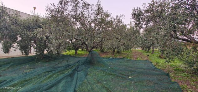 terreno agricolo in vendita a Francavilla al Mare