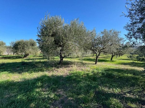 terreno agricolo in vendita a Francavilla al Mare