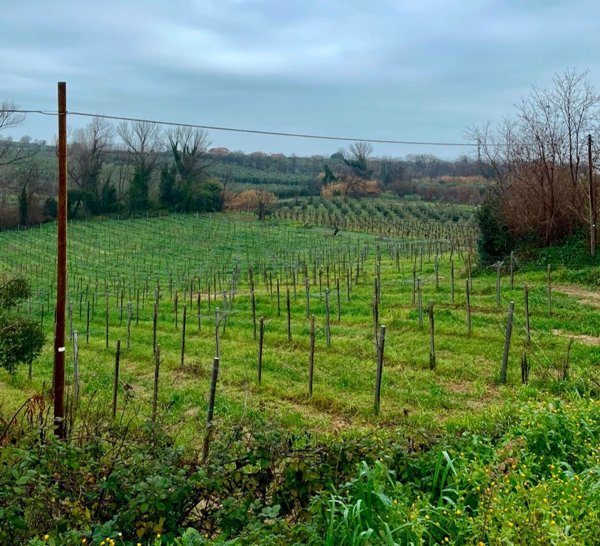 terreno agricolo in vendita a Francavilla al Mare in zona San Giovanni