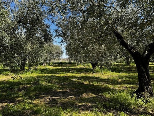 terreno agricolo in vendita a Frisa