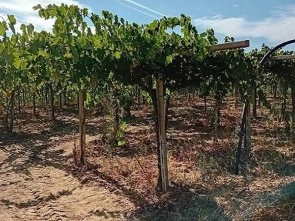 terreno agricolo in vendita a Guardiagrele in zona Santa Lucia