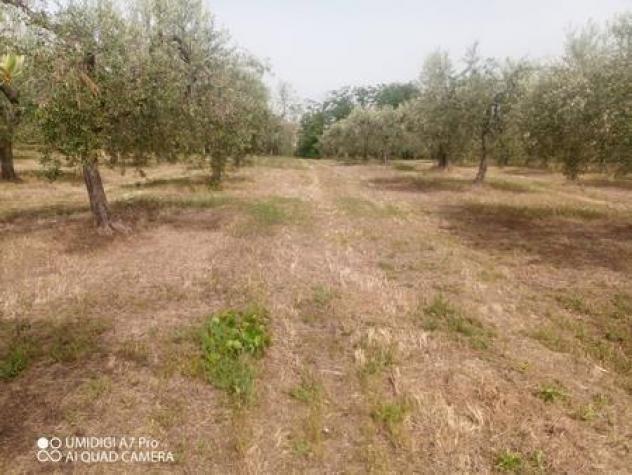 terreno agricolo in vendita a Lanciano